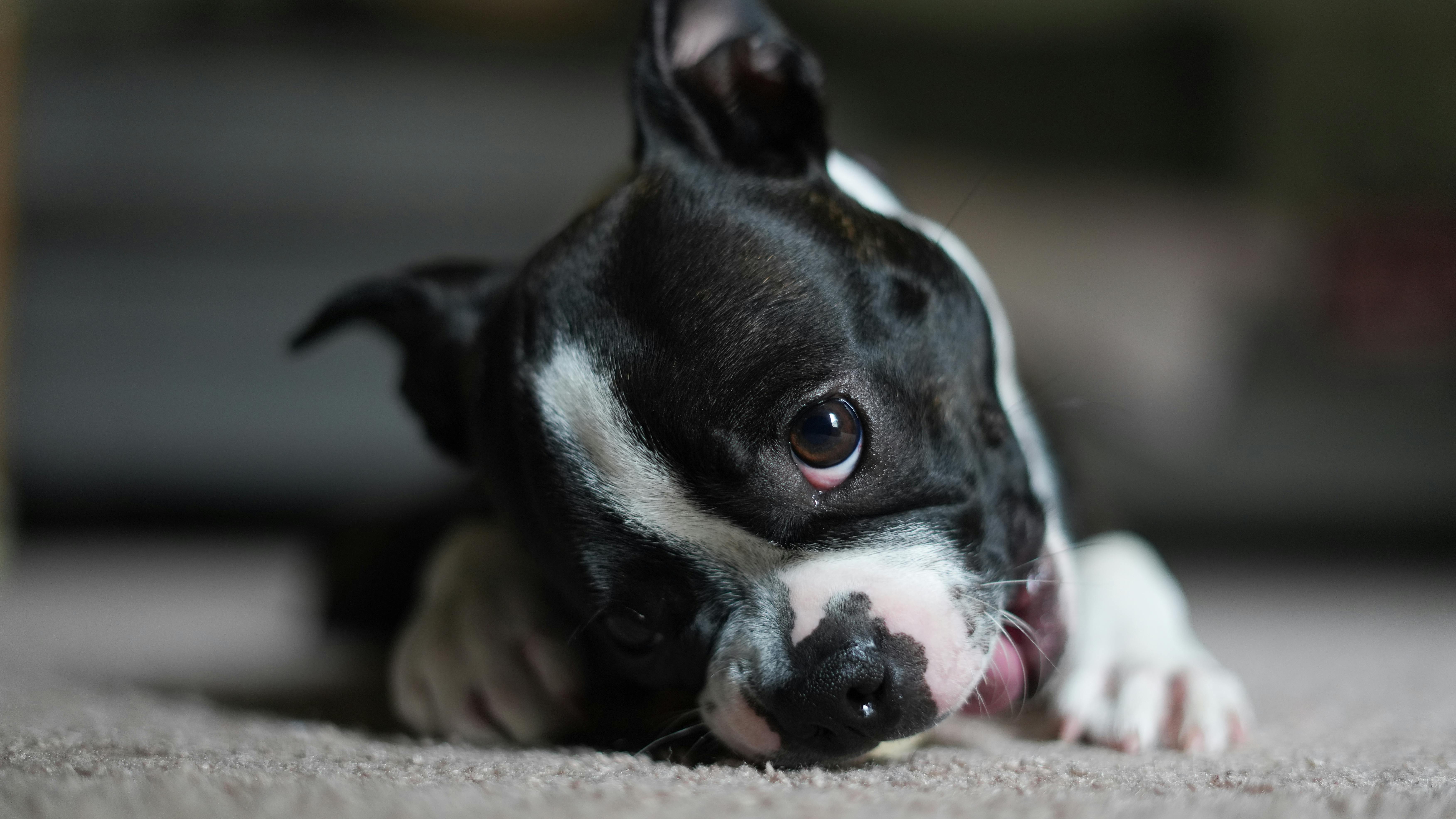 Free Boston terrier puppy Stock Photo