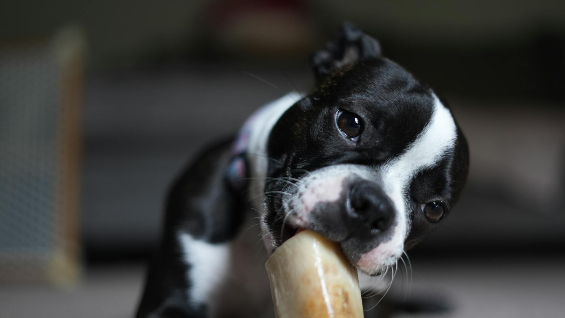 Boston terrier puppy