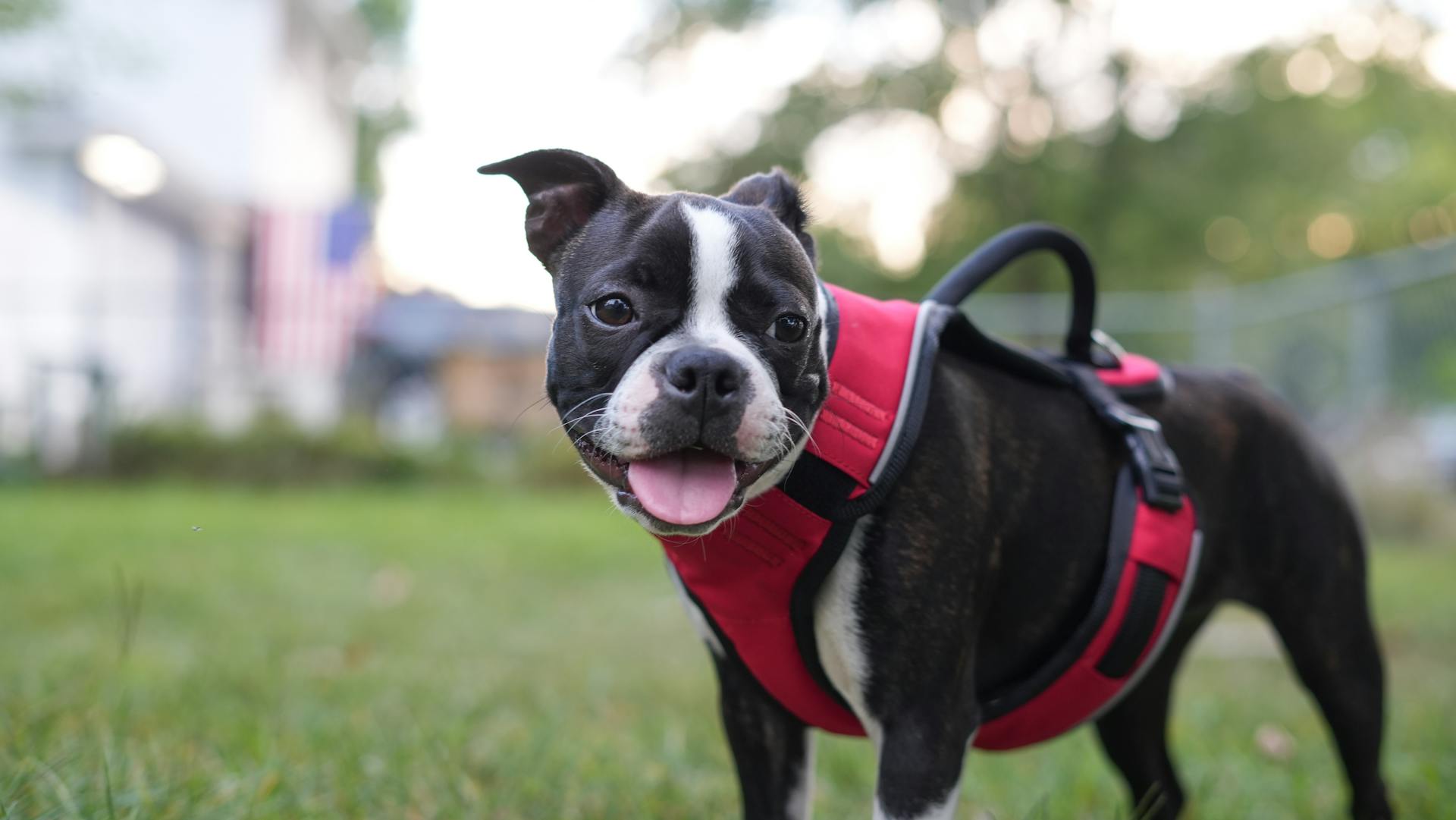 Boston terrier puppy