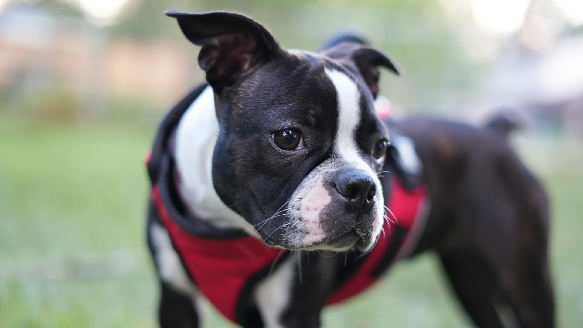 Boston terrier puppy