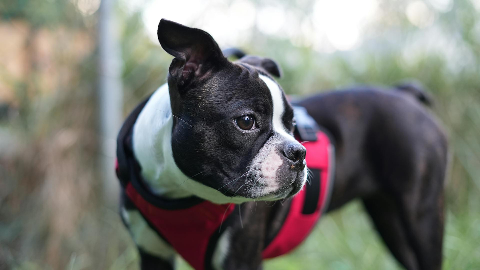 Boston terrier puppy