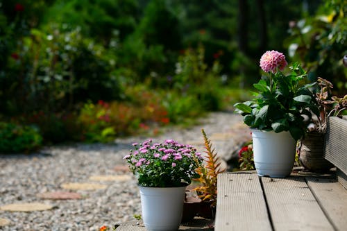 Gratuit Imagine de stoc gratuită din creștere, floră, floral Fotografie de stoc