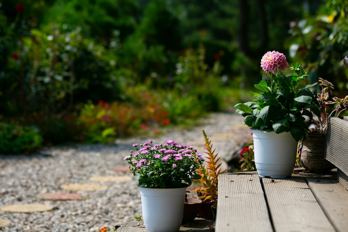 Flowers in a Flower Pot