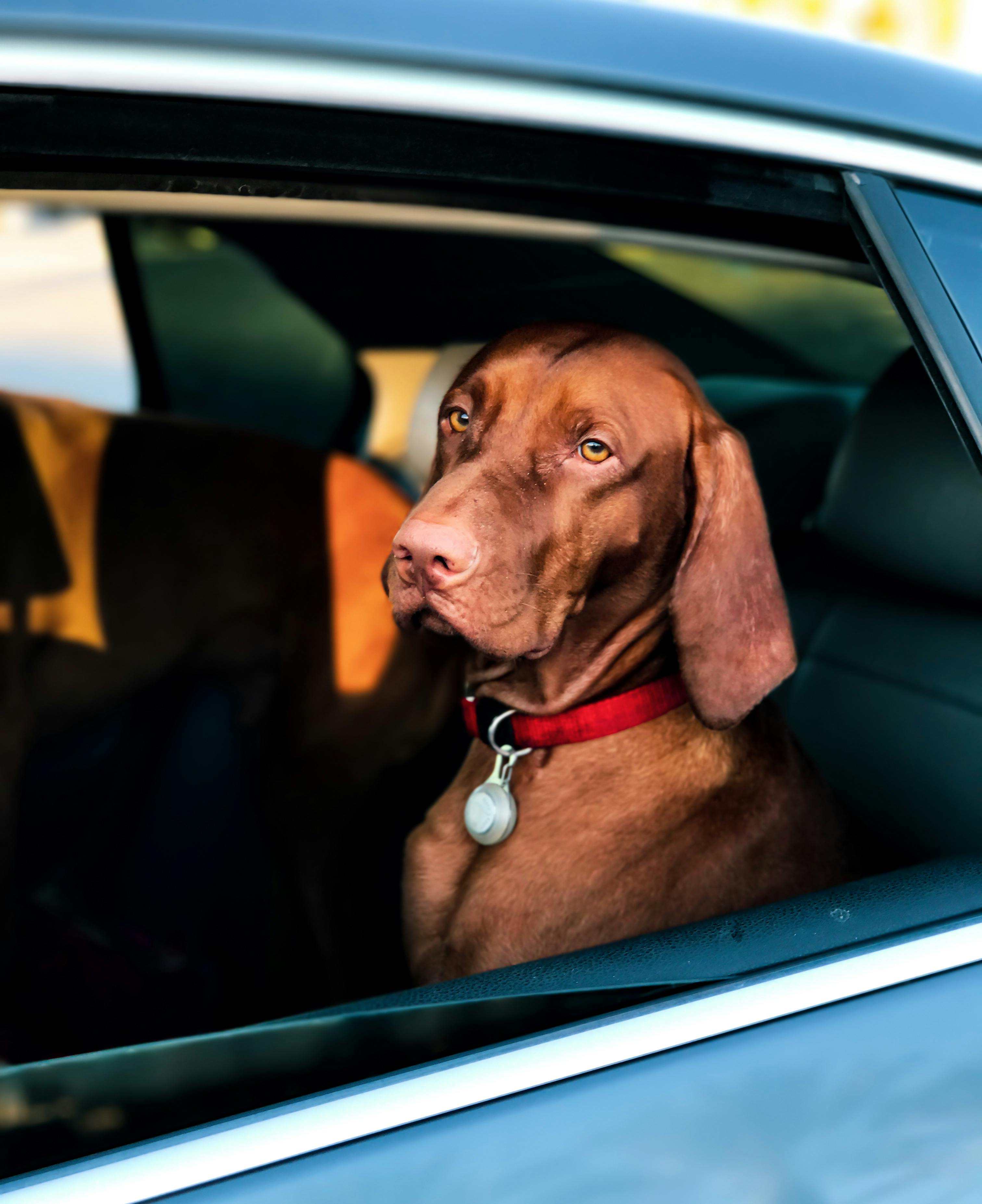 short coated brown dog sitting inside a car