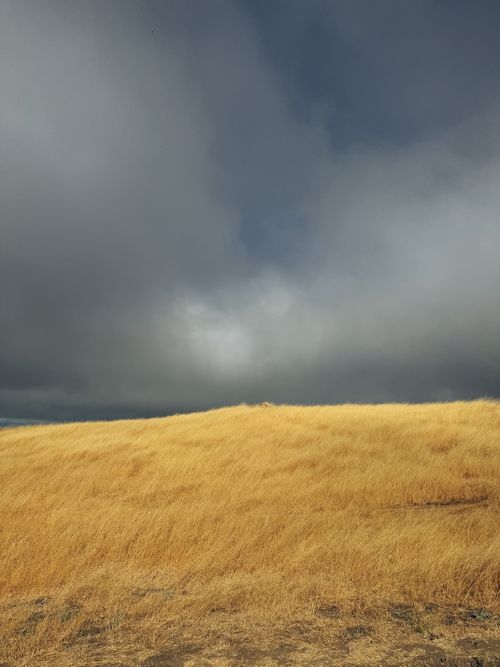 Free A vast golden wheat field under dramatic storm clouds, capturing nature's raw beauty and contrast. Stock Photo