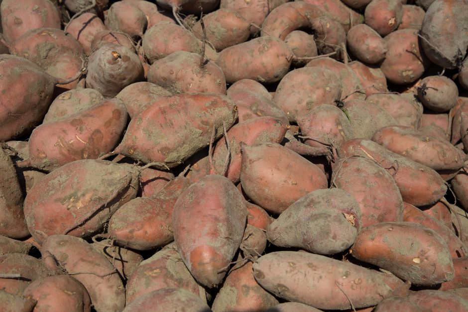 A pile of freshly harvested sweet potato roots — orange-fleshed types are drought-tolerant and rich in vitamin A, an anchor for the dry south.
