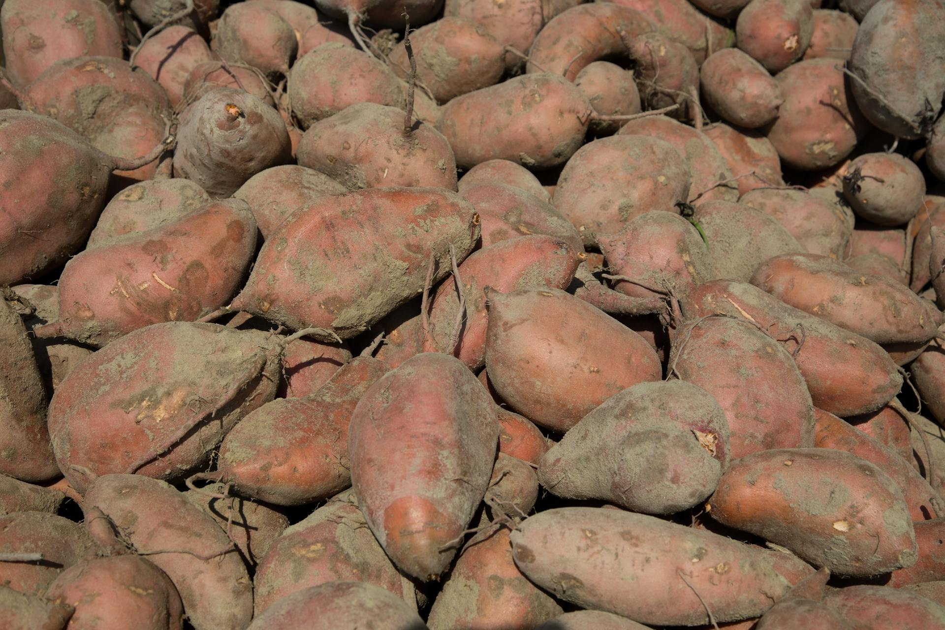 Close-Up Shot of Sweet Potatoes