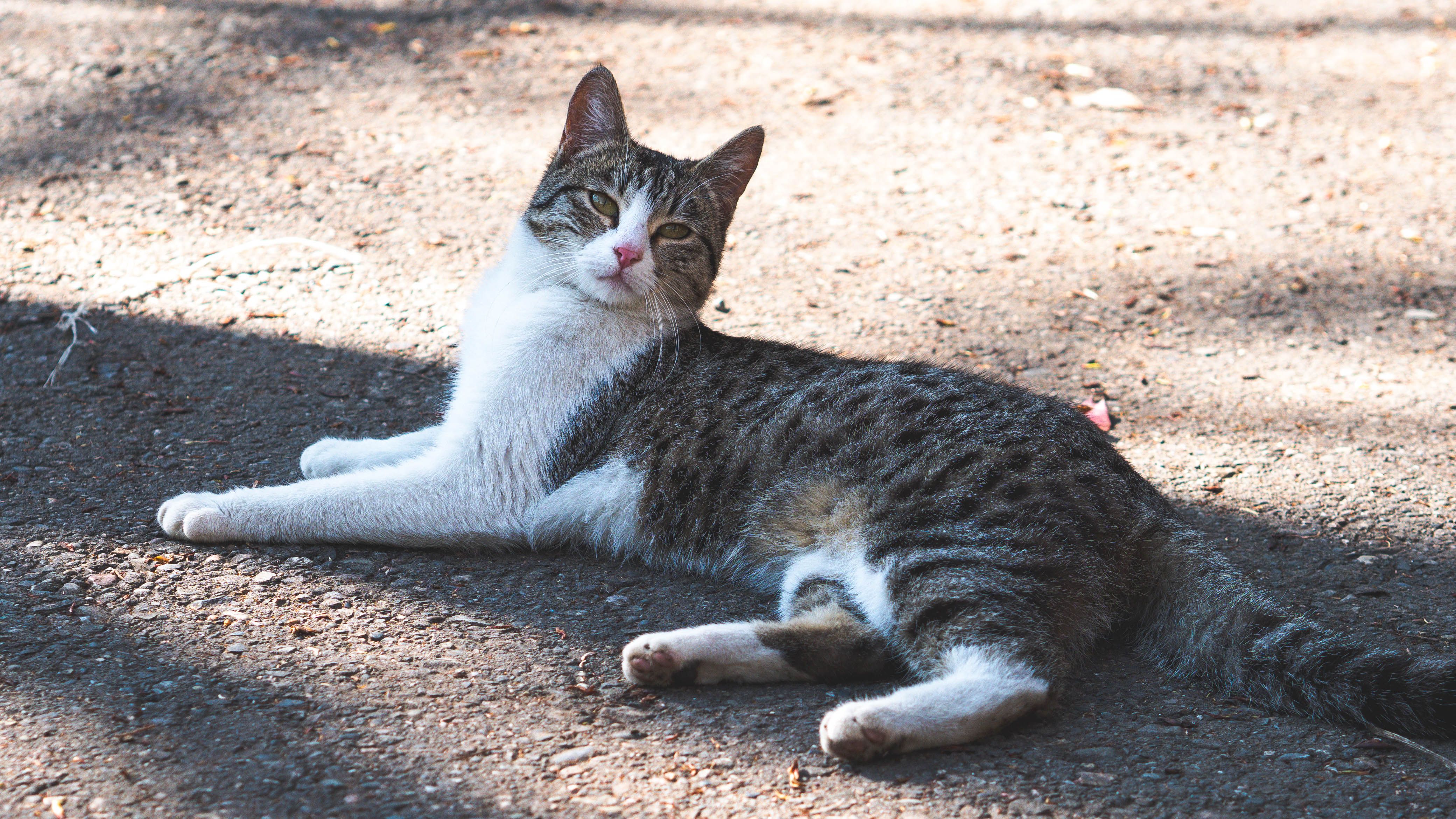 A cat laying on the ground · Free Stock Photo