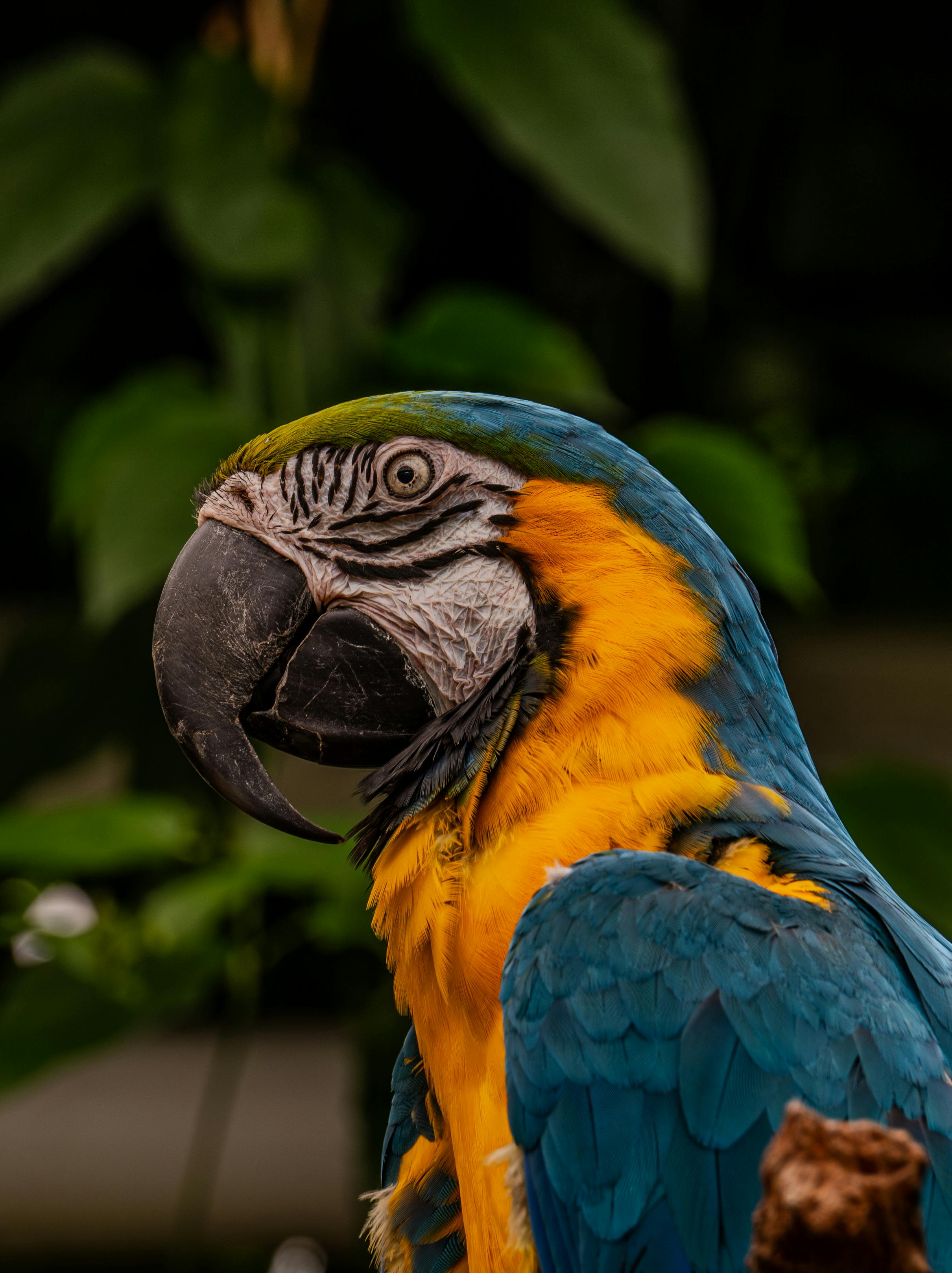 a blue and yellow parrot is sitting on a branch