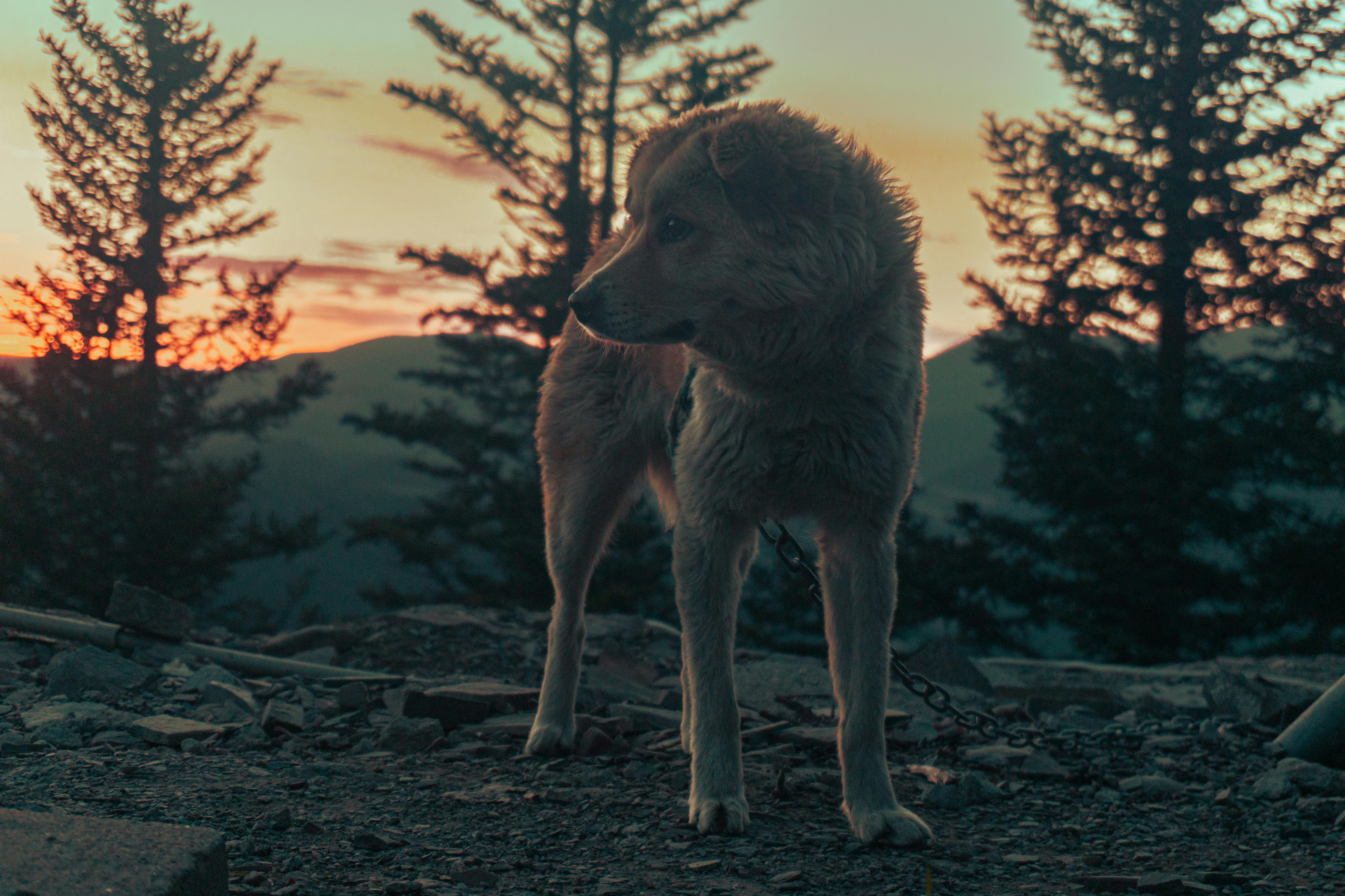 Far Cry New Dawn game guides and walkthrough — Photo by Alan W on Pexels