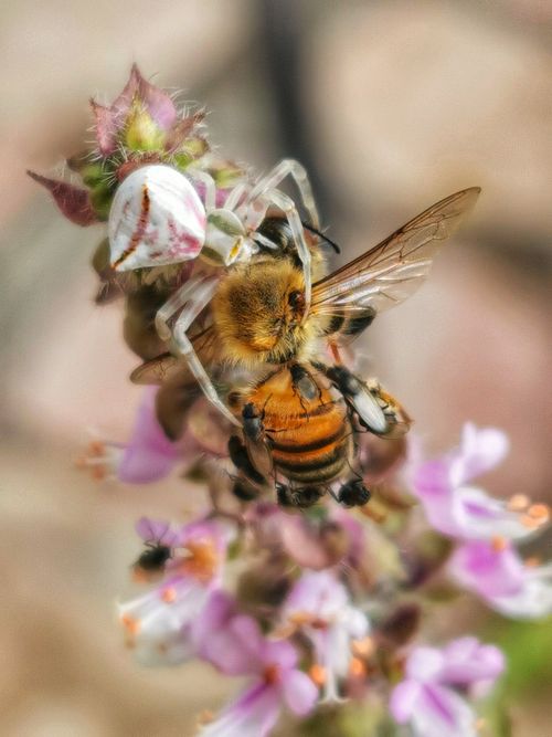 Free Macro shot of a spider capturing a honeybee on a pink flower. Nature's complexity captured. Stock Photo