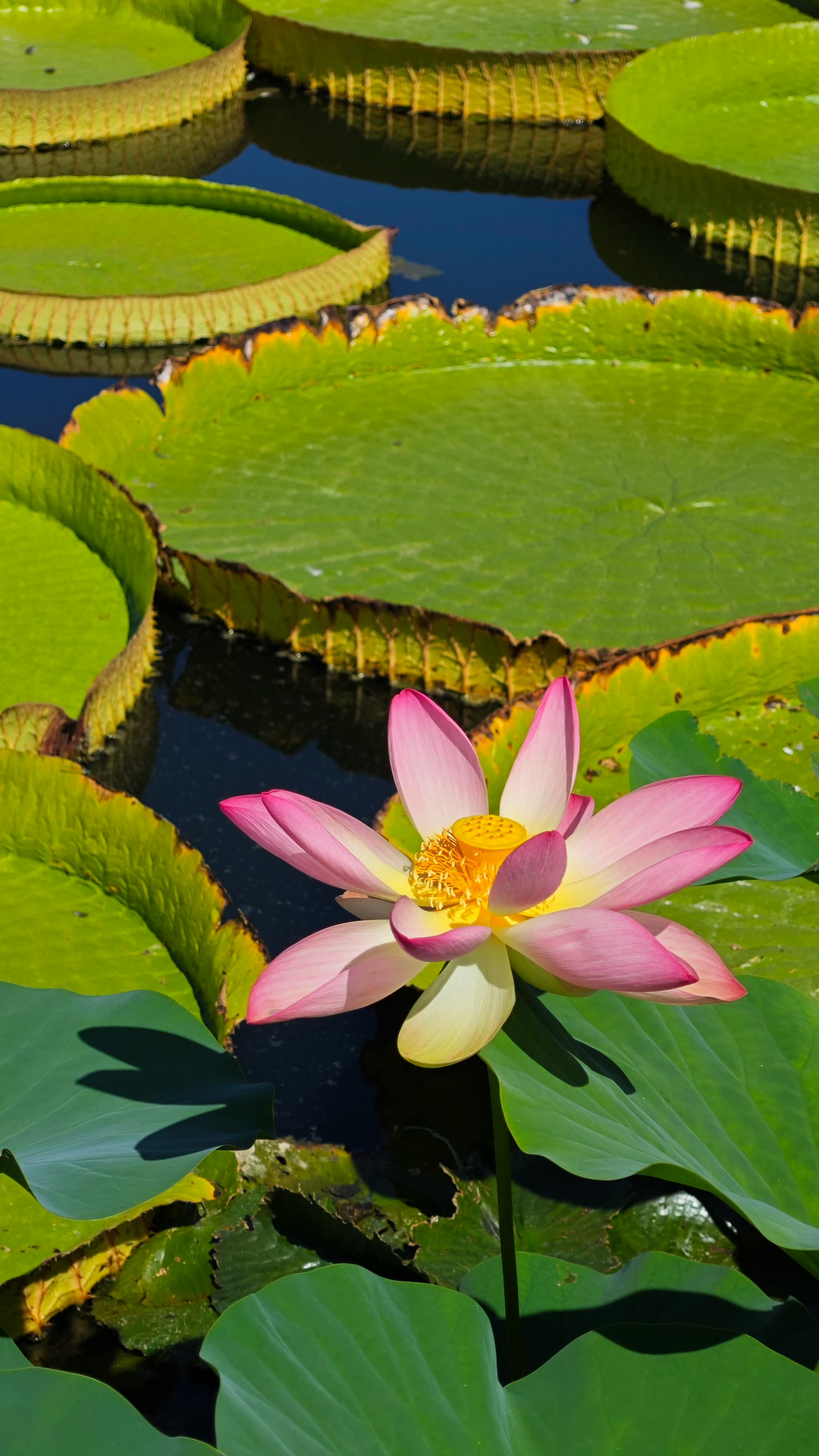 a pink lotus flower in a pond with lily pads