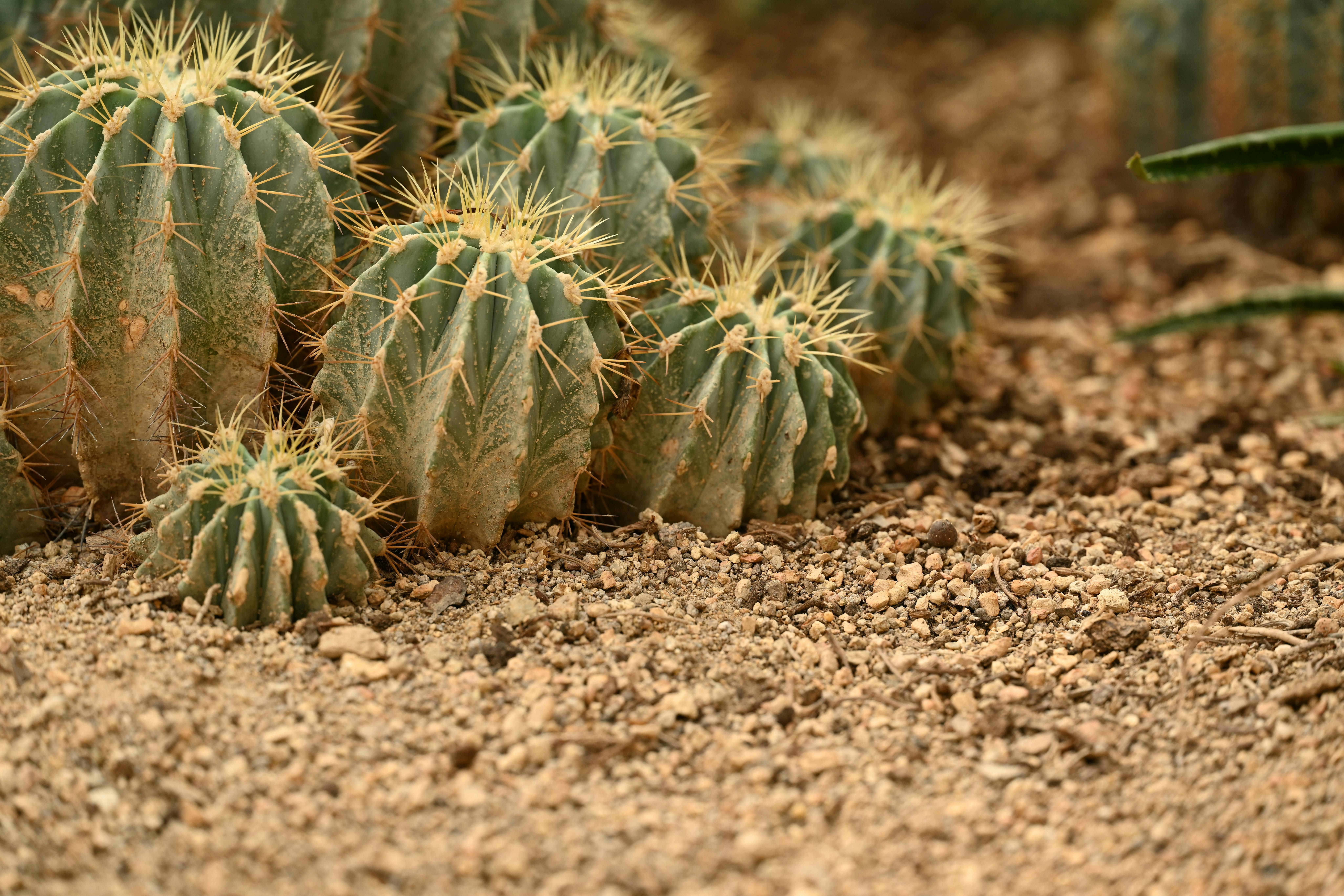 A close up of a cactus plant in the desert