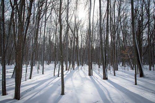 Free stock photo of canada, cold, contrast