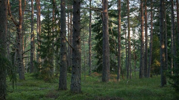 Serene view of a pine forest with sunlight filtering through the trees.