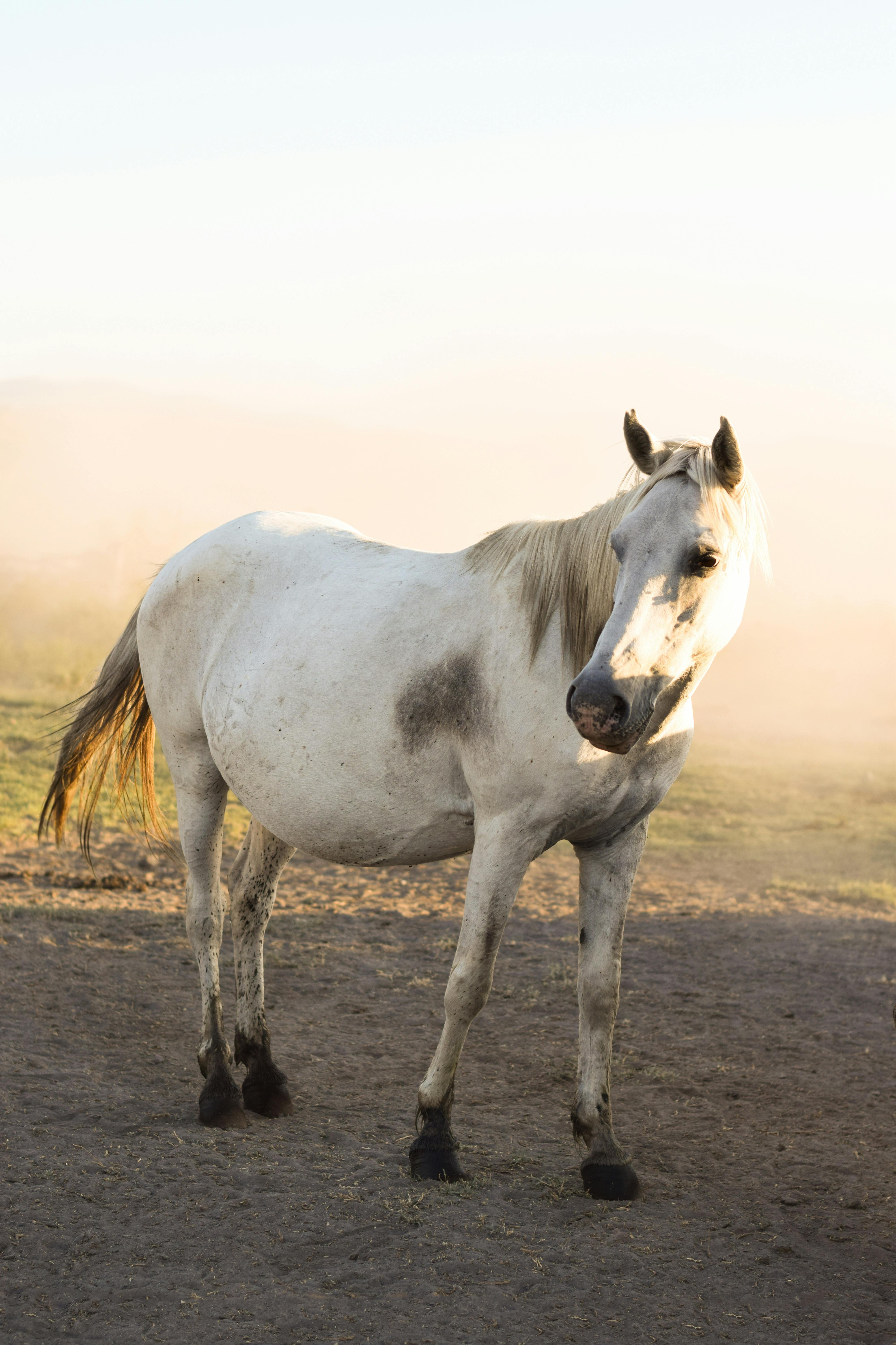 De franc Foto d'estoc gratuïta de a l'aire lliure, agricultura, animal Foto d'estoc