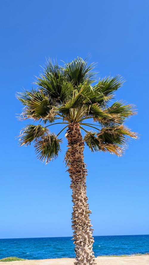 Free Tall palm tree under a clear blue sky on a beach with ocean view, perfect for tropical travel themes. Stock Photo