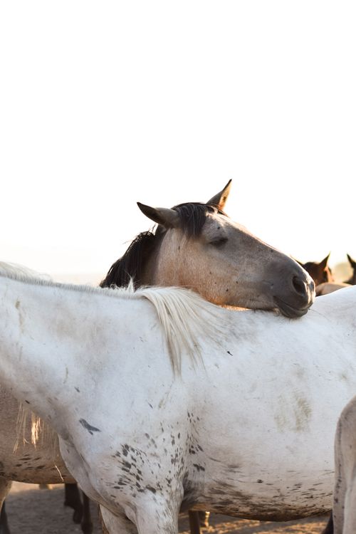 Free Serene image of wild horses in a snowy pasture in Hürmetci, Kayseri, Türkiye. Stock Photo