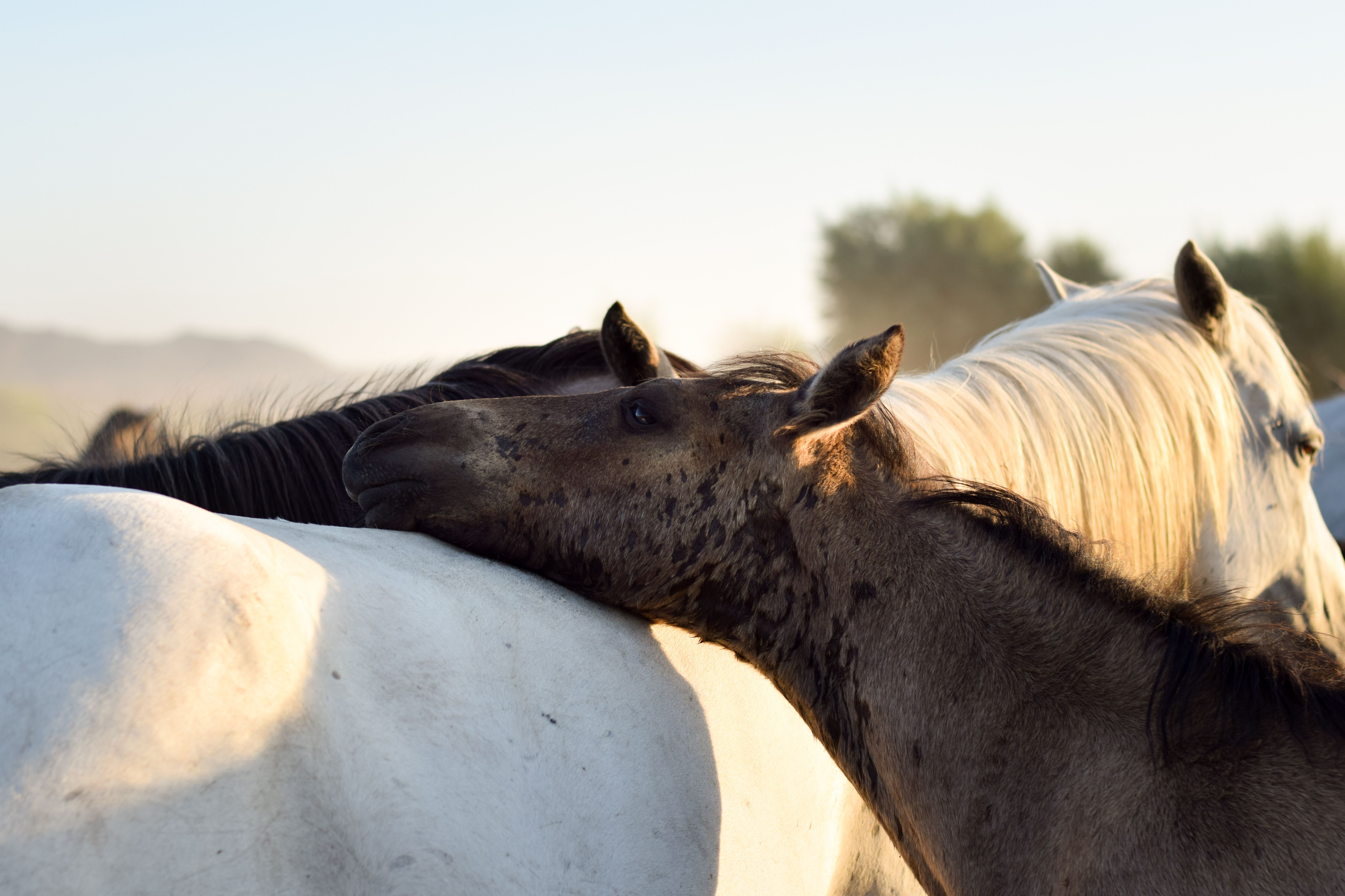 Outlaw Thrush Stuff best new Equine Product of 2026