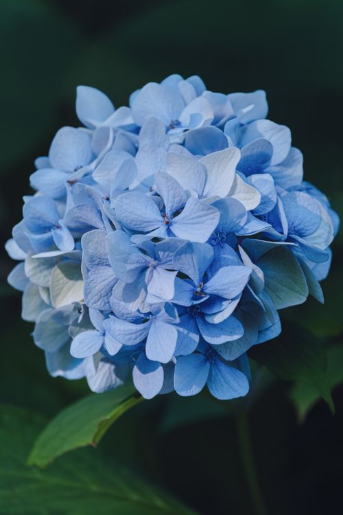 Free Bright blue hydrangea flower blooming outdoors evokes natural elegance and vibrant joy. Stock Photo