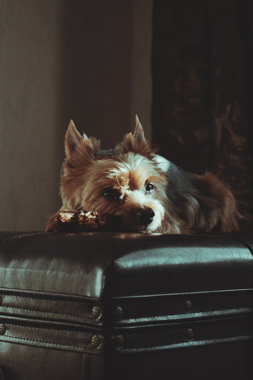 소파에 누워있는 강아지의 사진