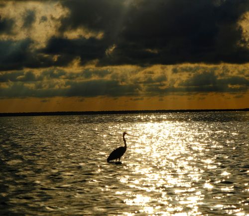 Free A heron stands silhouetted against a dramatic sunset over a lagoon in Mexico. Stock Photo