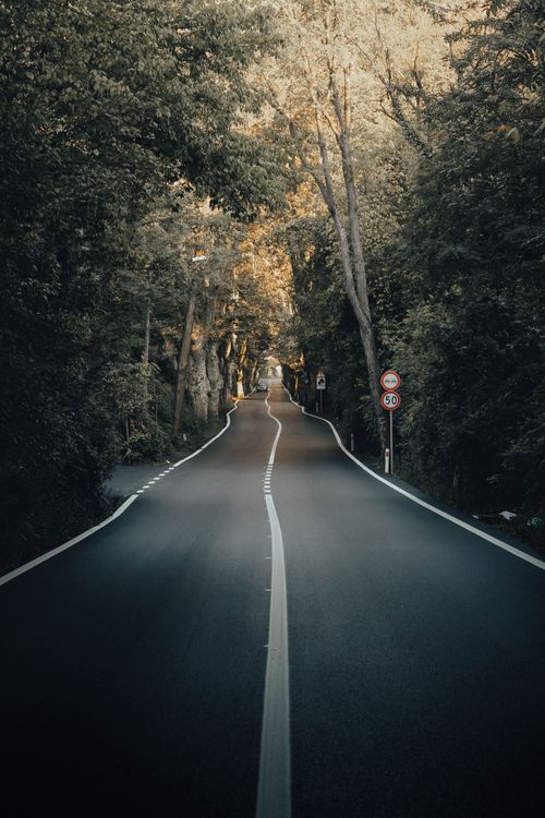Free A peaceful winding road in Istanbul, Türkiye, flanked by lush trees under a soft light. Stock Photo
