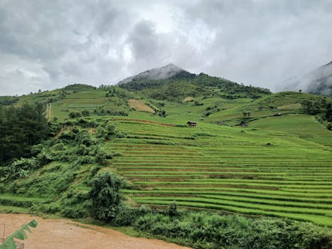 Scenic view of terraced rice fields on a misty hillside, creating a picturesque landscape.