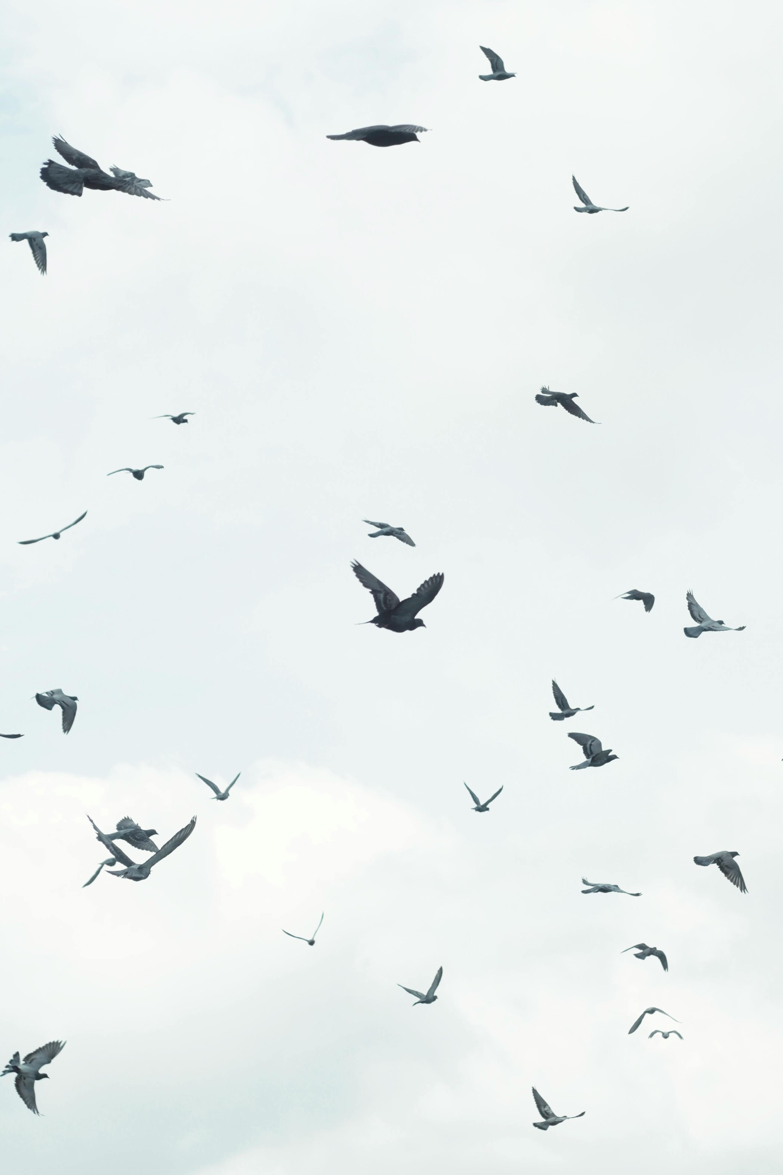 Aerial view of birds flying in a clear, overcast sky representing freedom and migration.