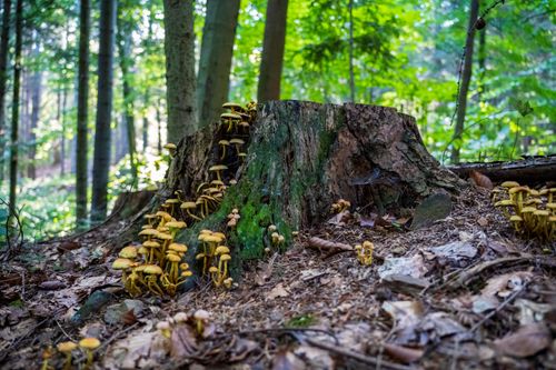 Free Lush forest in Myślenice with a tree stump covered in moss and mushrooms, vibrant and peaceful. Stock Photo