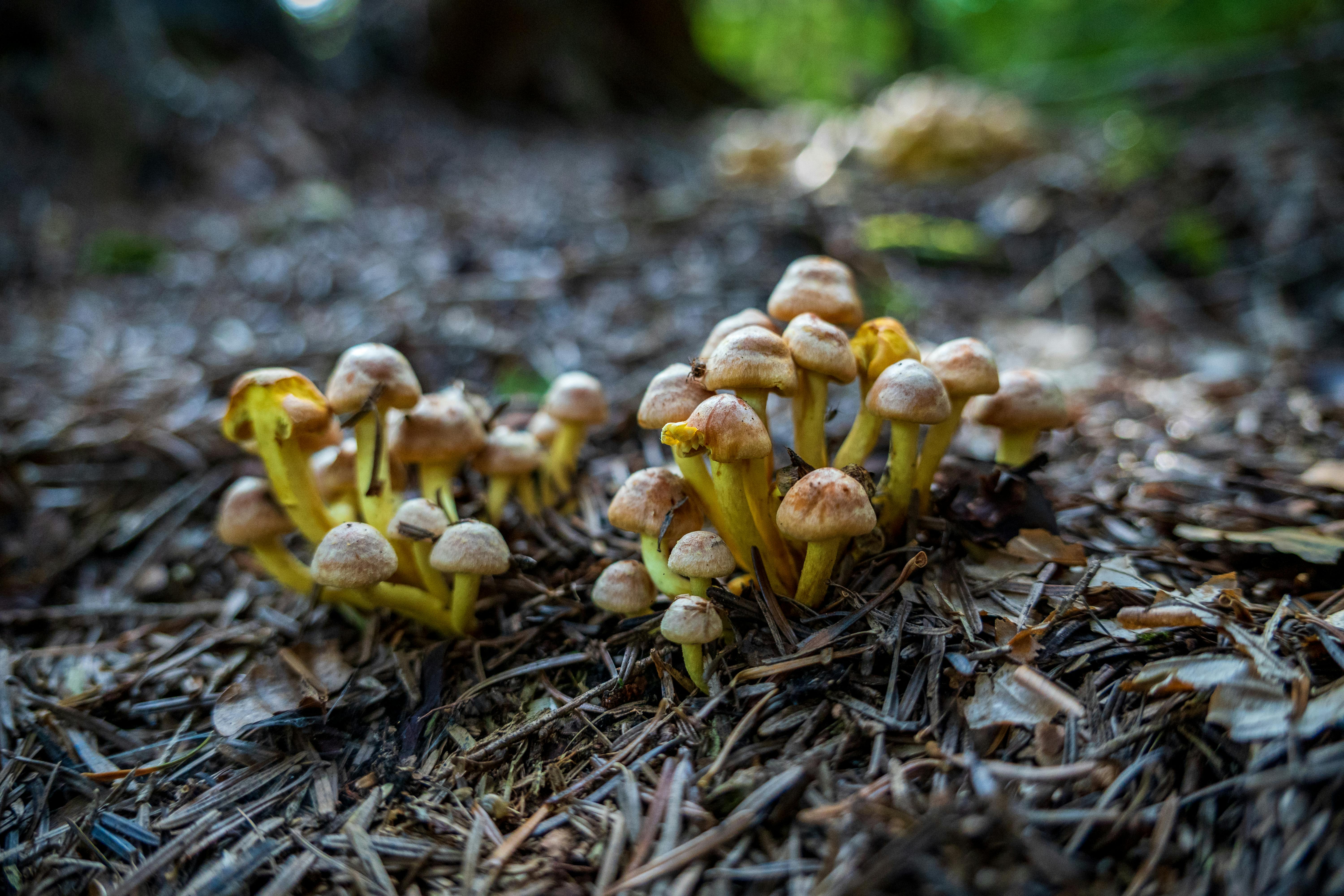 Eating Wild Mushrooms Without Absolute Certainty
