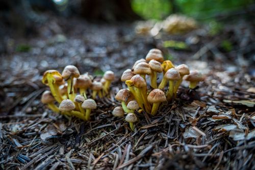 Cluster of mushrooms on a forest floor