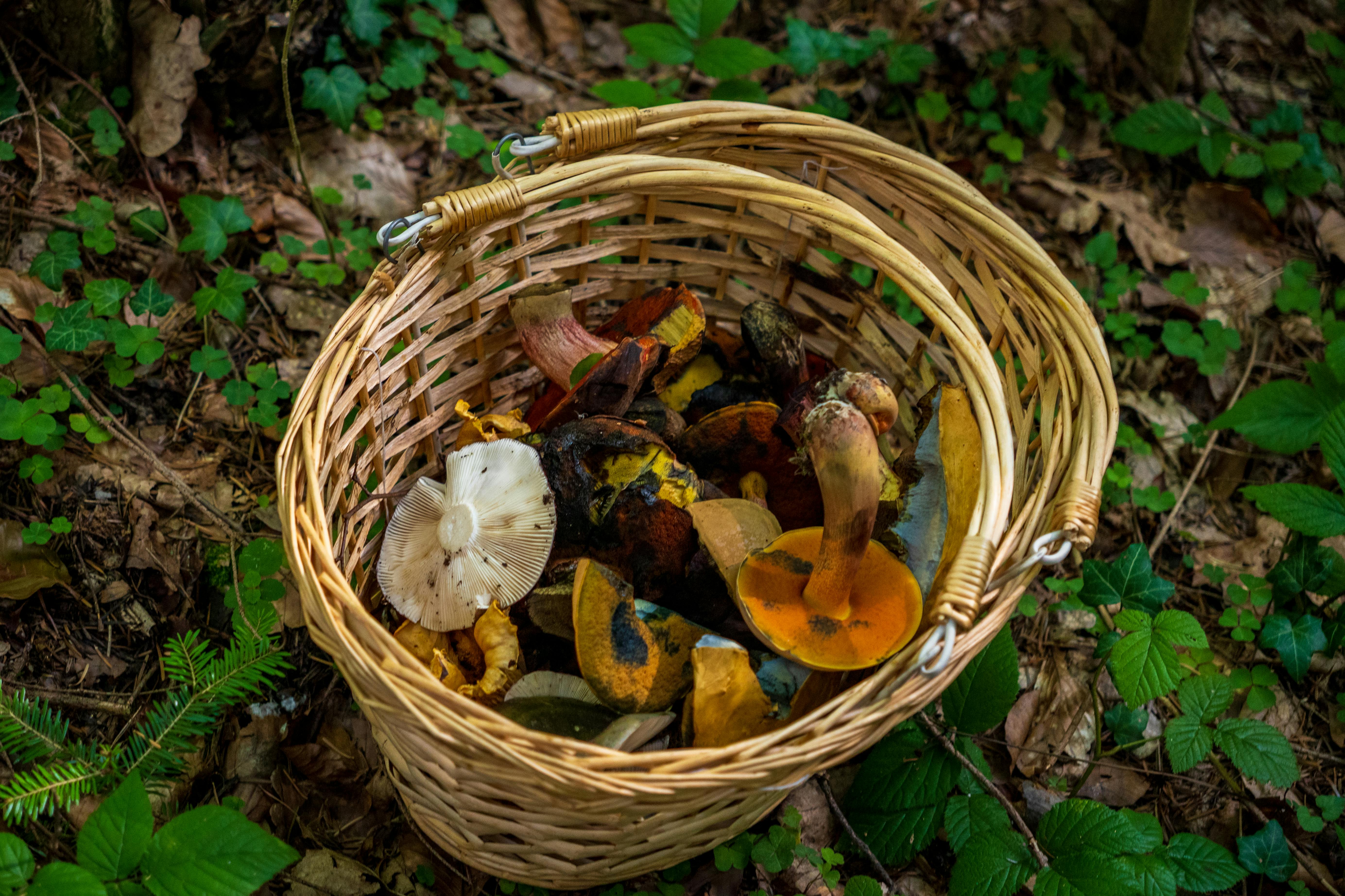 Wild Ramps: Nature's Most Prized Foraged Vegetable (2026)