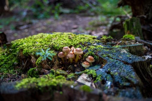 Free Wild mushrooms and lush moss on a tree stump in Myślenice forest. Stock Photo