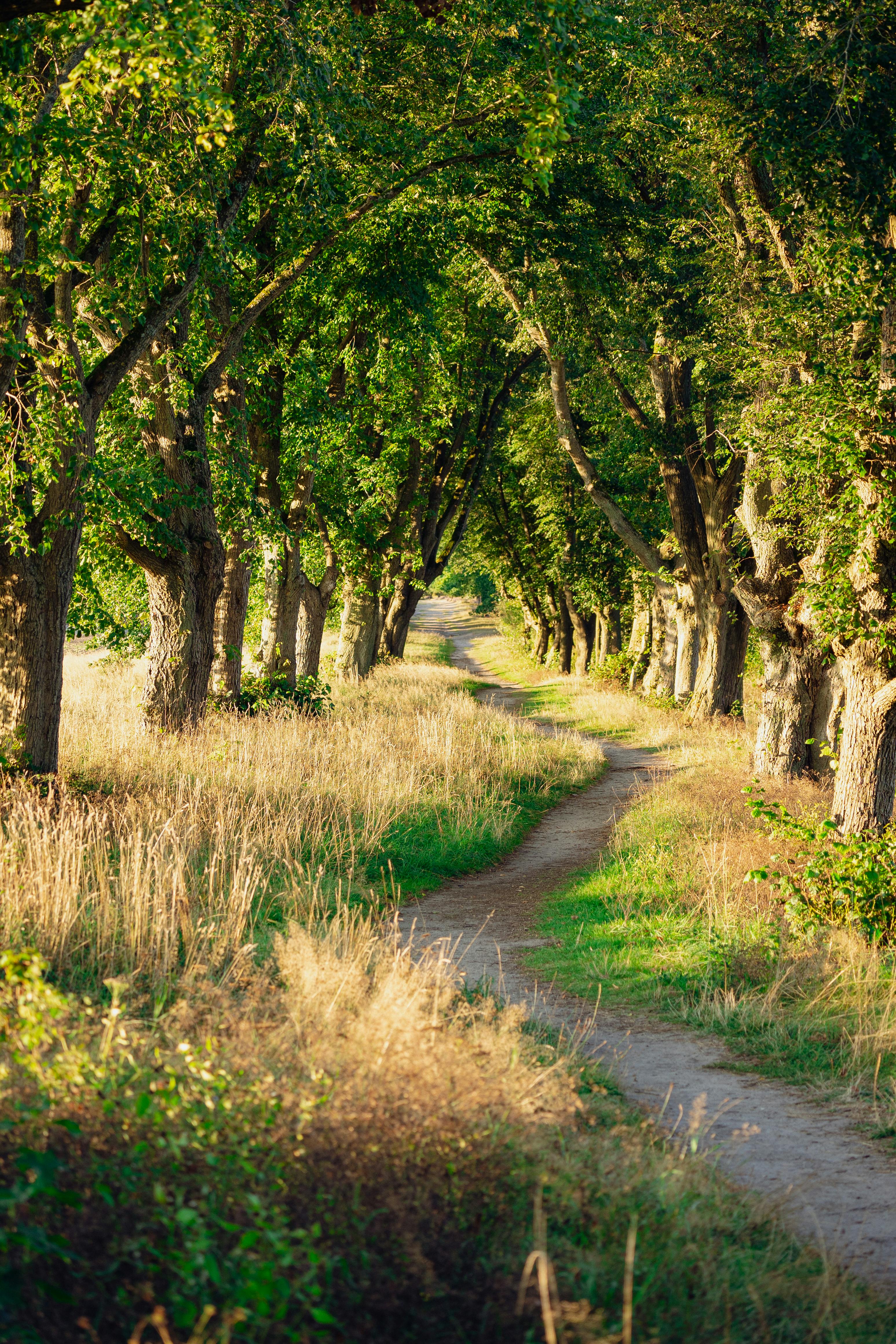 rural dirt path between trees