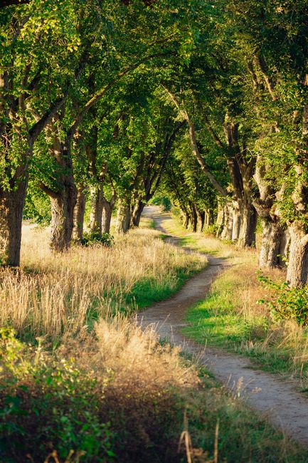Scenic dirt path surrounded by vibrant greenery in the countryside of Lüneburg, Germany.