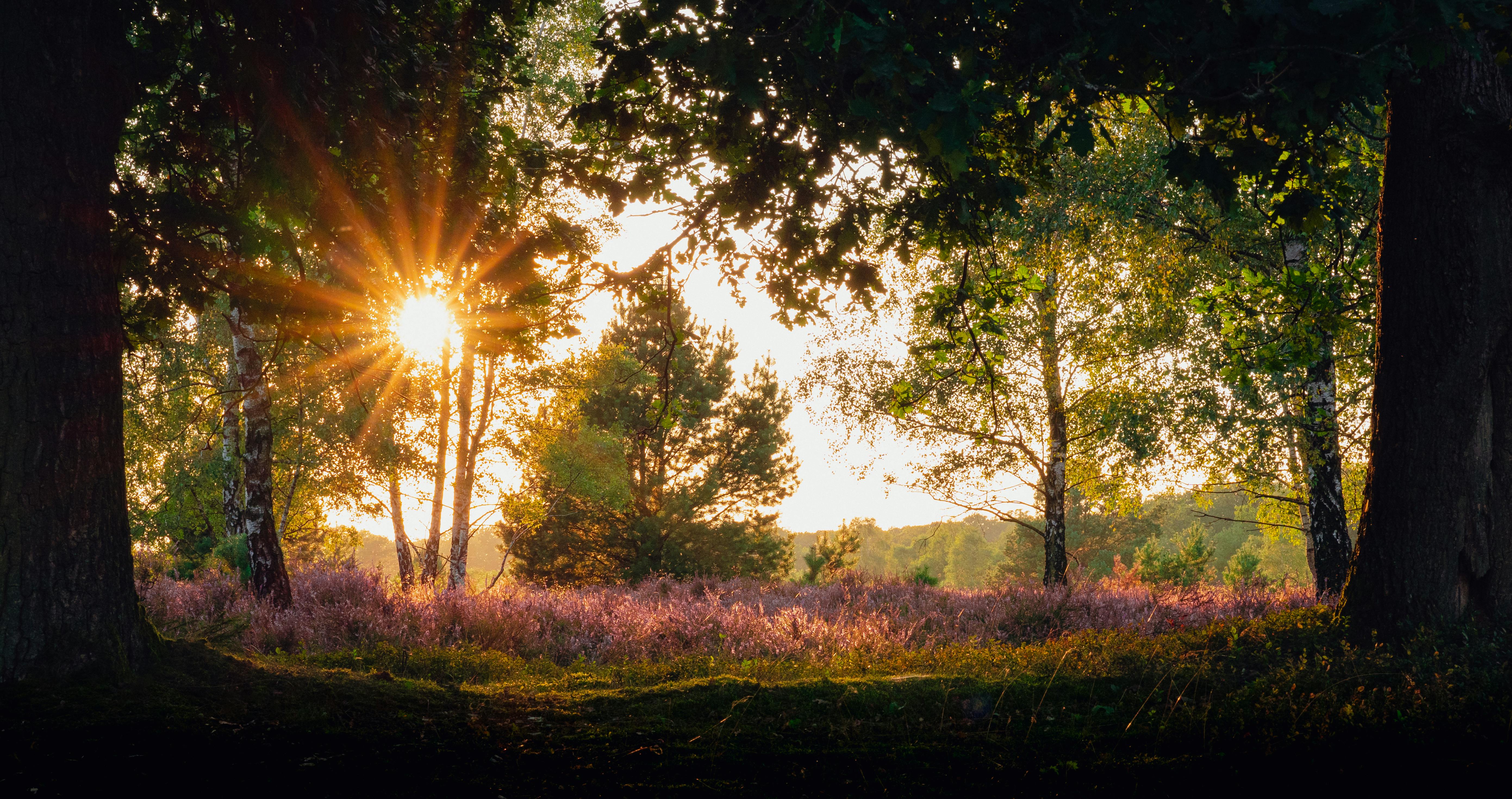 sunset over the heathland