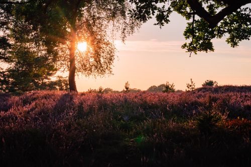 Free Captivating sunset over Lüneburg Heath with vibrant heather and golden light. Stock Photo