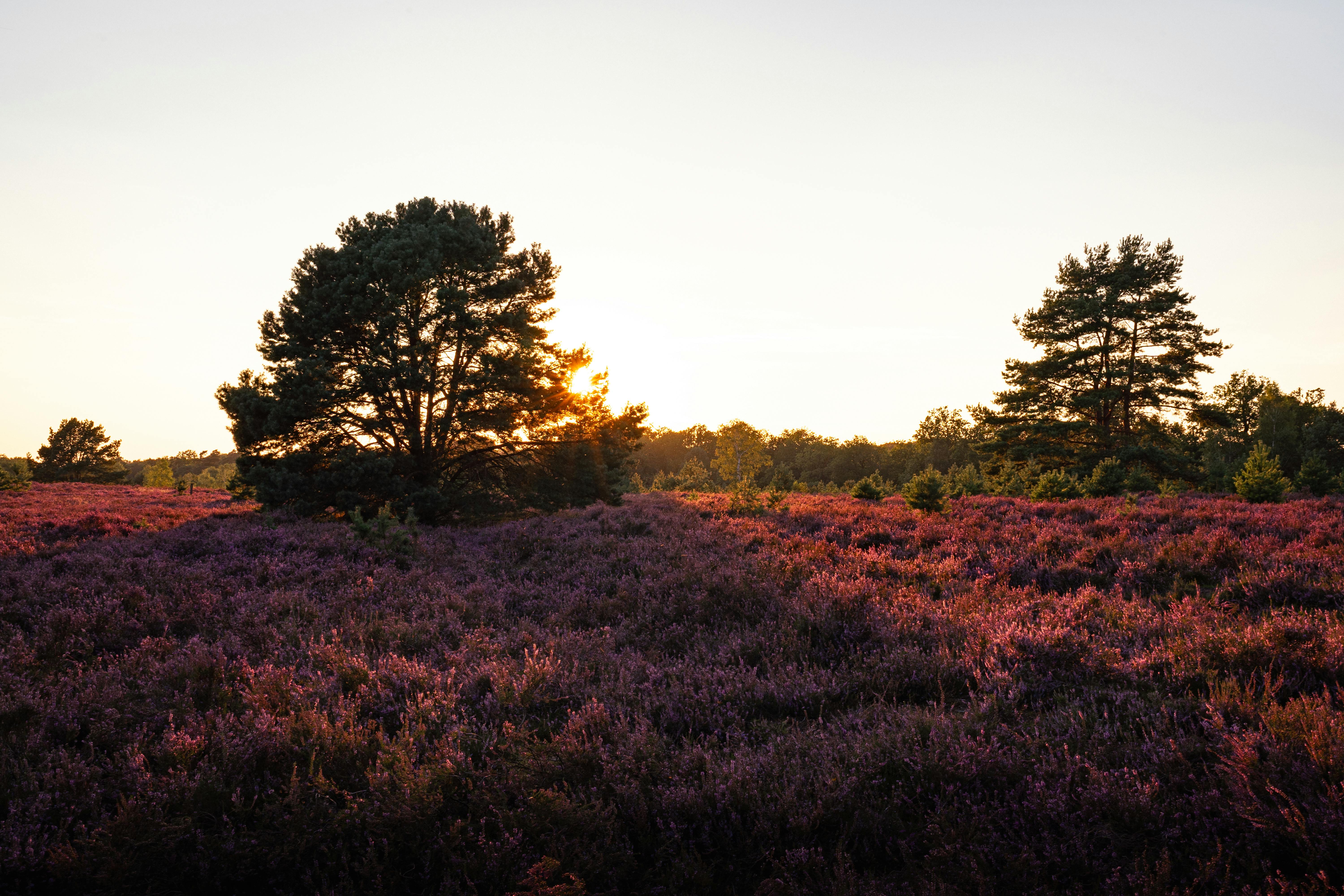 Vibrant sunset over Lüneburg's heather fields with silhouetted trees.