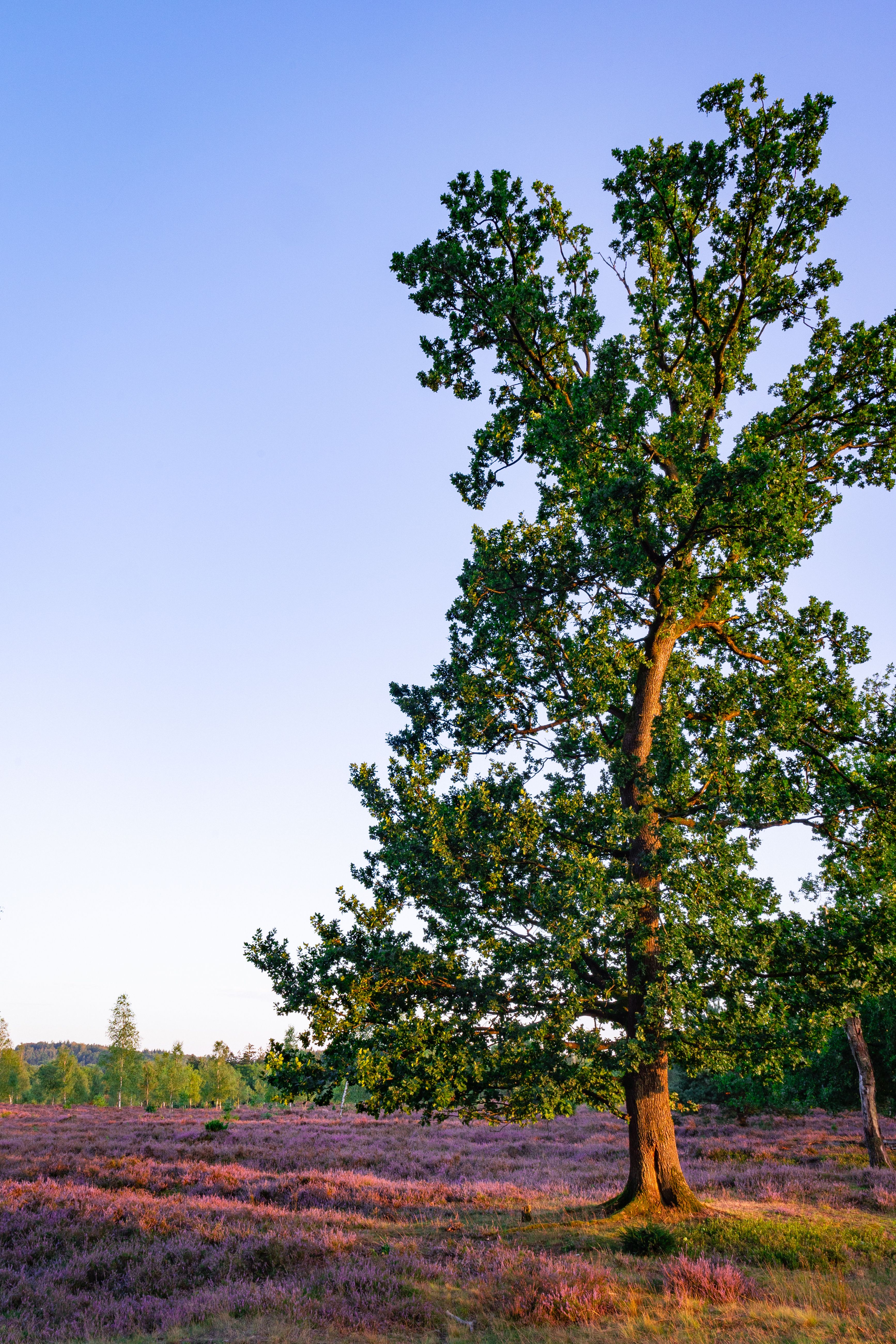 A lone tree in a field with purple flowers · Free Stock Photo