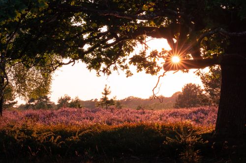 Free Beautiful sunset over Lüneburg Heath, showcasing vibrant purple heather and dramatic sunlight filtering through trees. Stock Photo