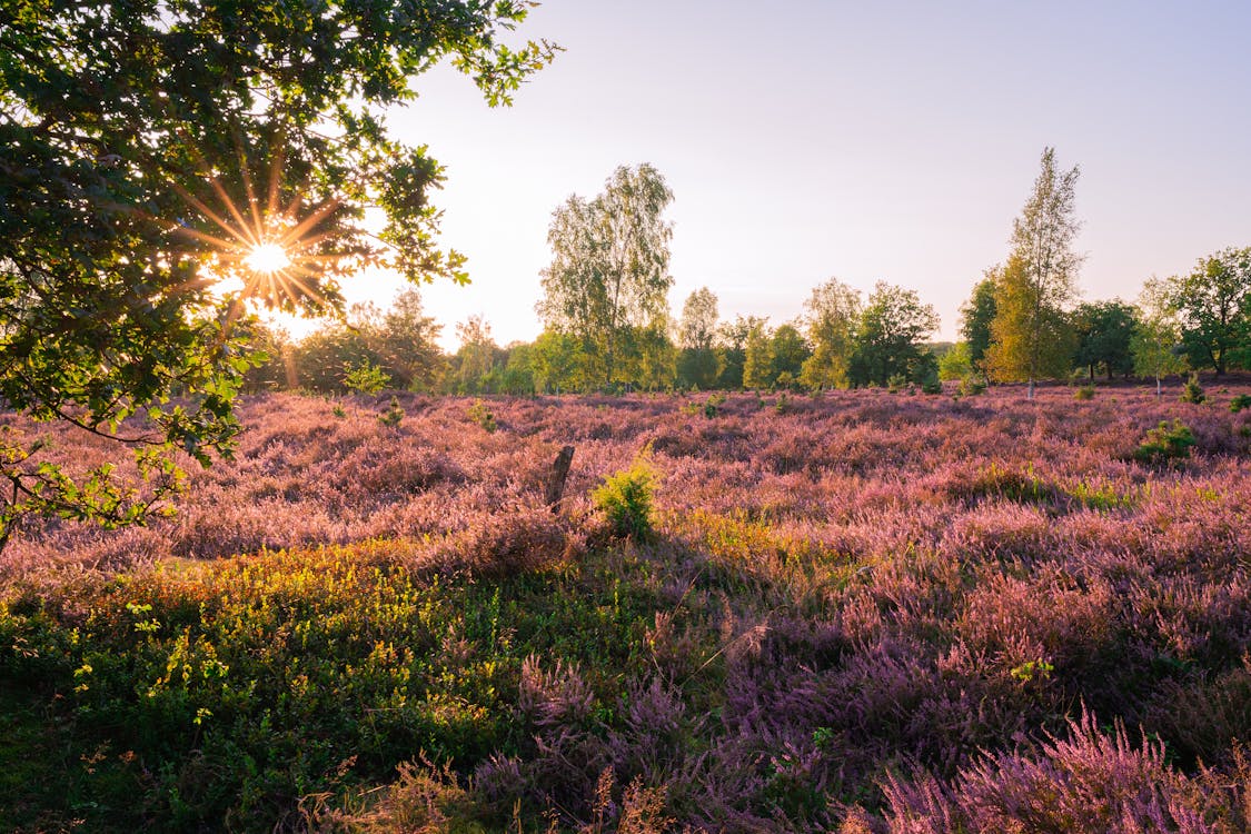 Lüneburg Heath