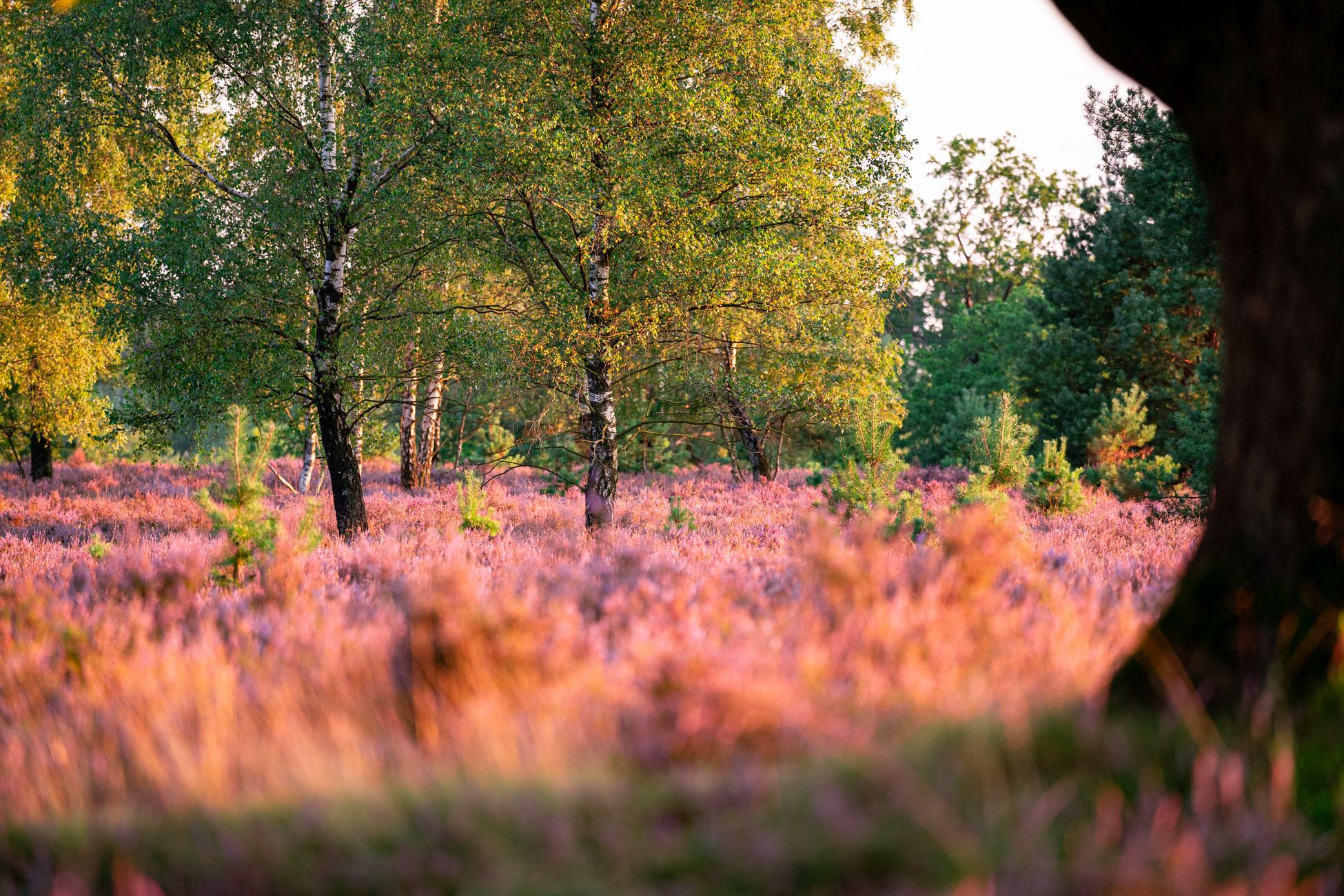 Natuur verbindt België en Nederland al 25 jaar