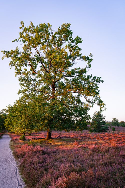 A tree in the middle of a field with purple flowers · Free Stock Photo