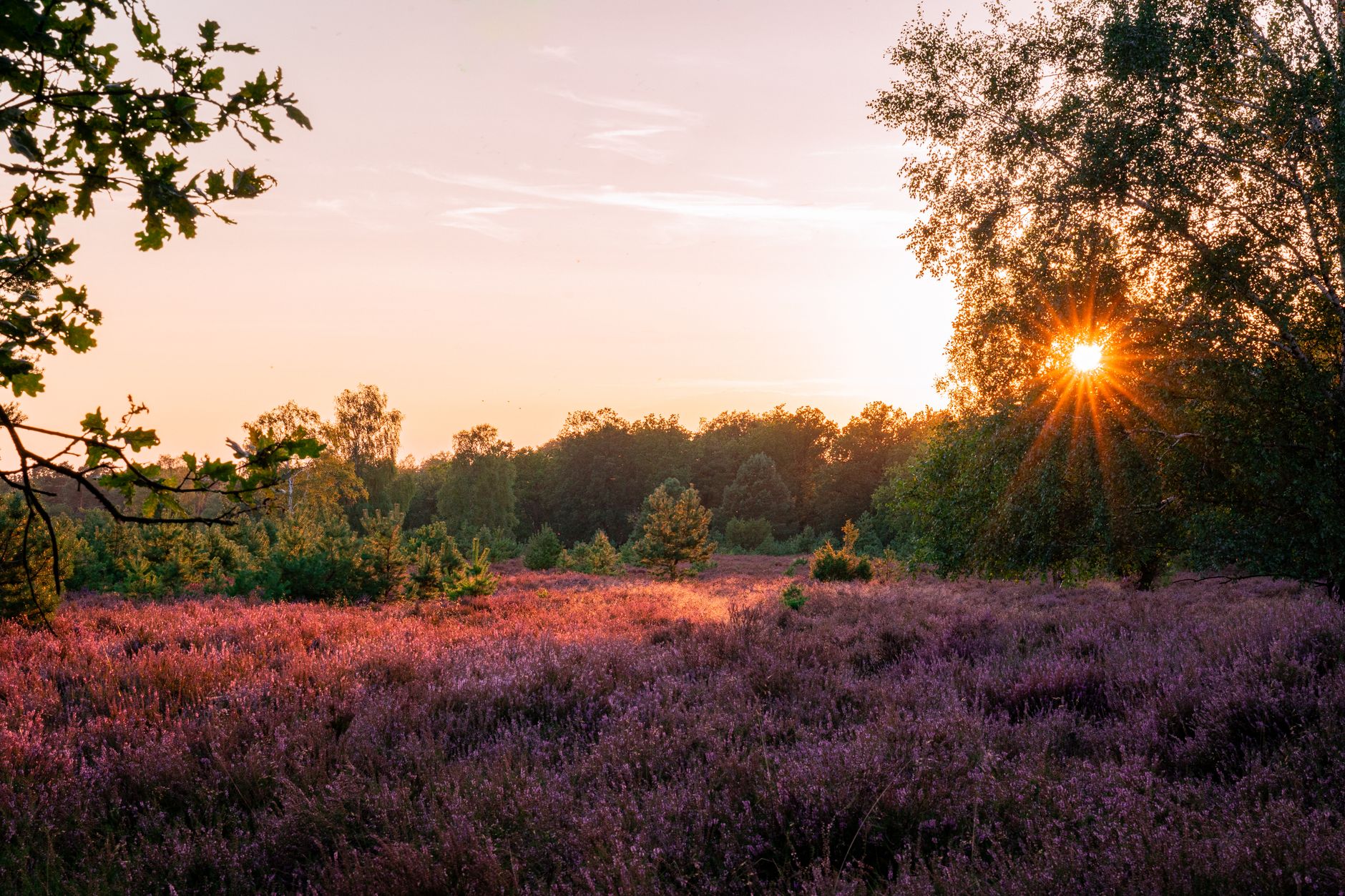 Lüneburger Heide