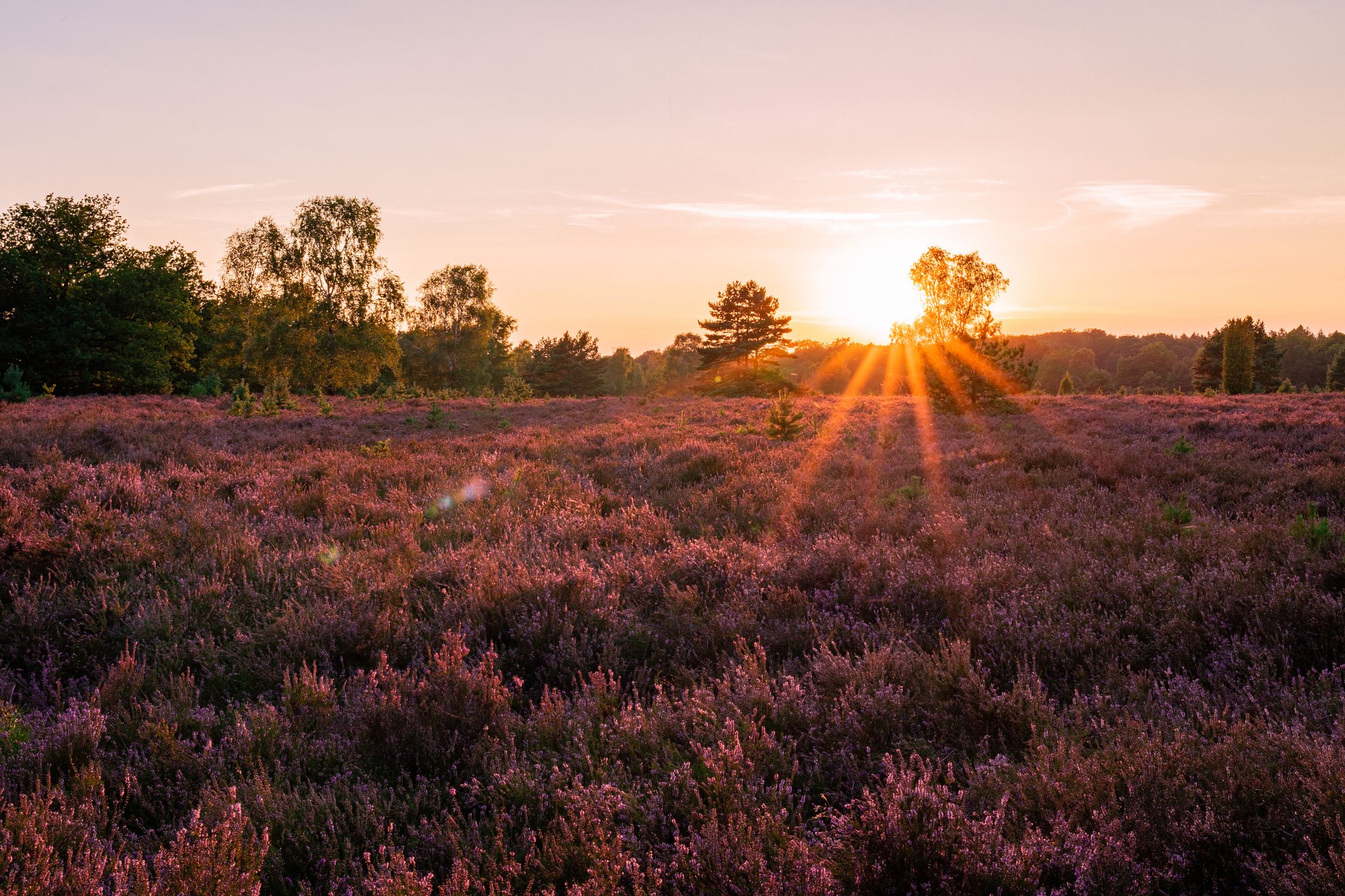 The sun sets over a field of purple flowers · Free Stock Photo