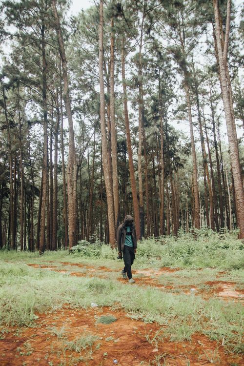Free A person walking through a tranquil pine forest in Enugu, highlighting nature's beauty. Stock Photo