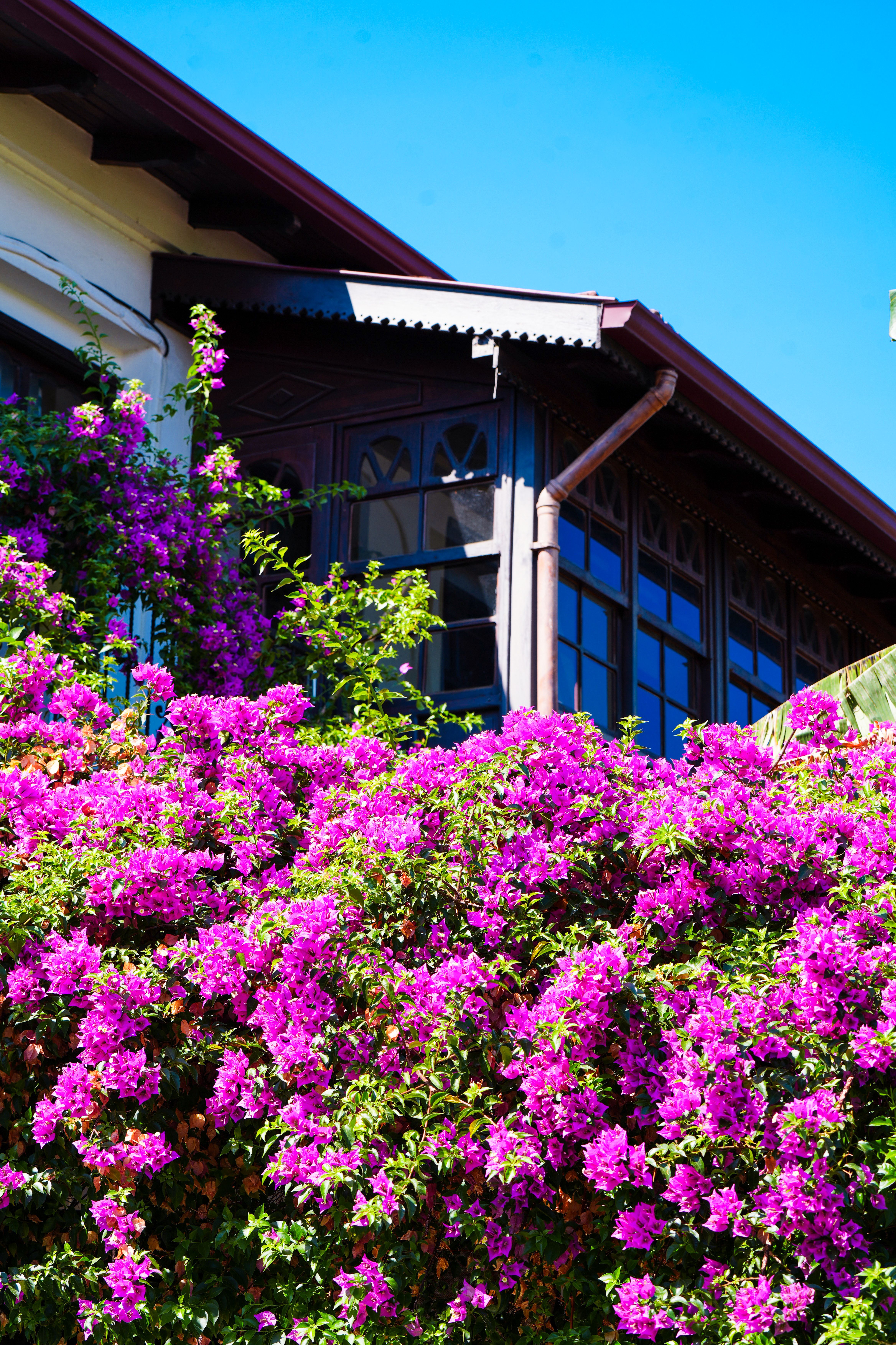 A house with purple flowers and a blue roof · Free Stock Photo