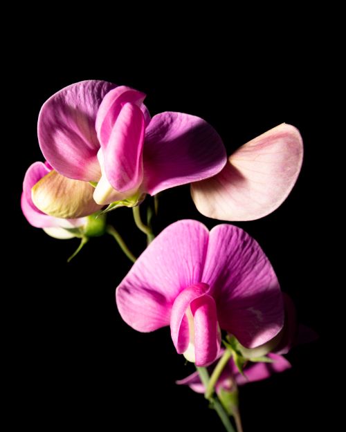 Free Close-up of vibrant pink sweet pea flowers contrasting a black background. Stock Photo