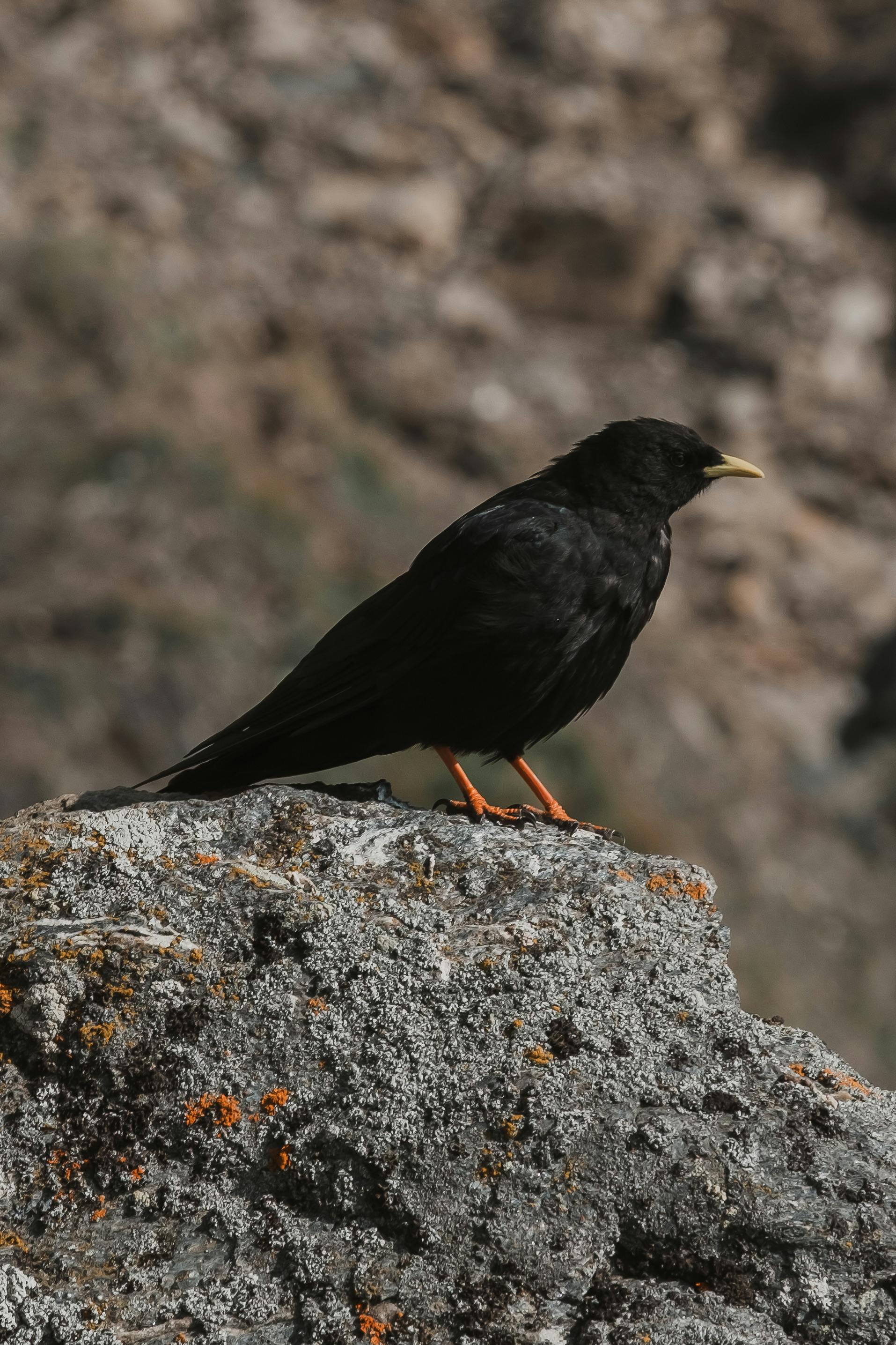A blackbird on a rocky surface in the wild, showcasing natural wildlife.